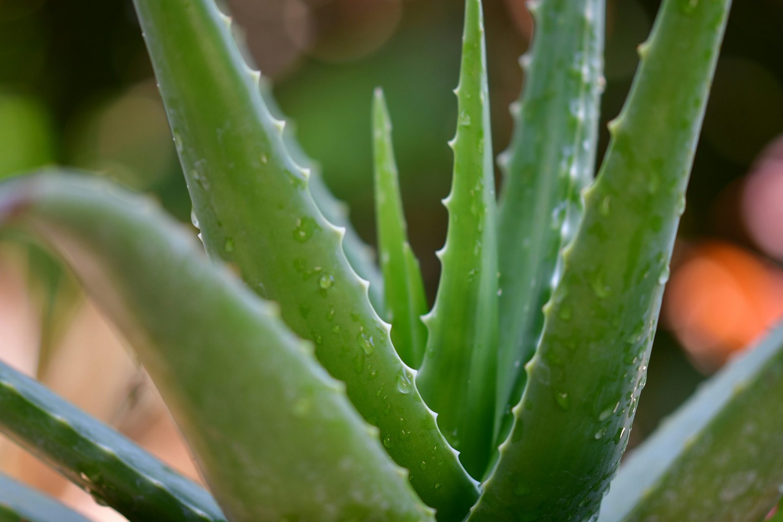 Detoxify Your Body: A Guide to Aloe Vera Juice Recipe